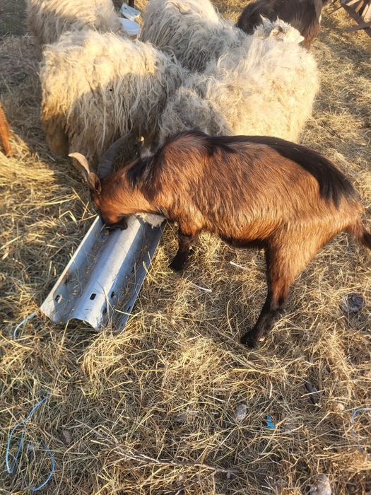 Vând sau schimb țap alpin francez pur!