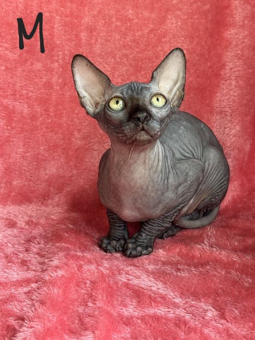 Котята канадского сфинкса