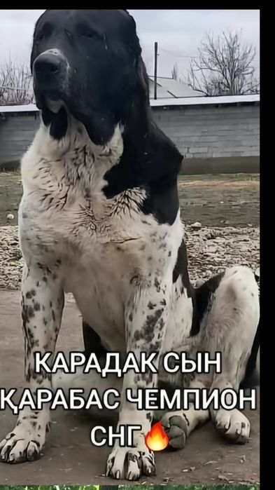 Продам щенка кабель супер тяж