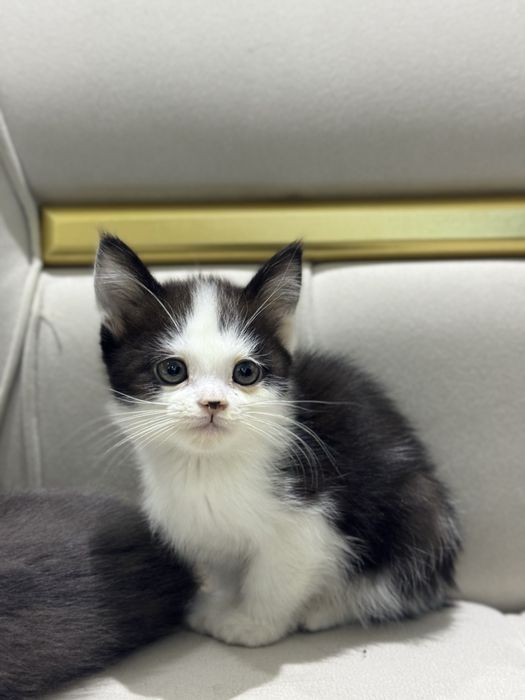 Продается породистых котят