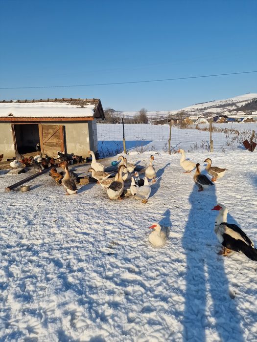 Vând gâște și rațe mute  crescute cu cereale!