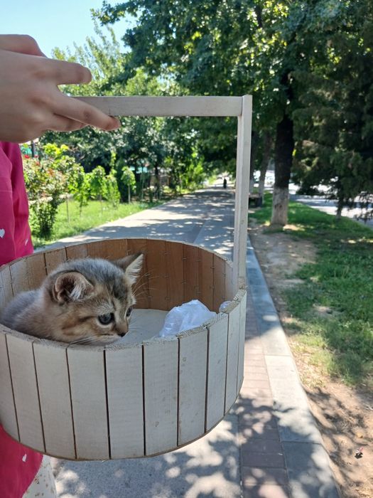 Мушук сотилади 2 ойли