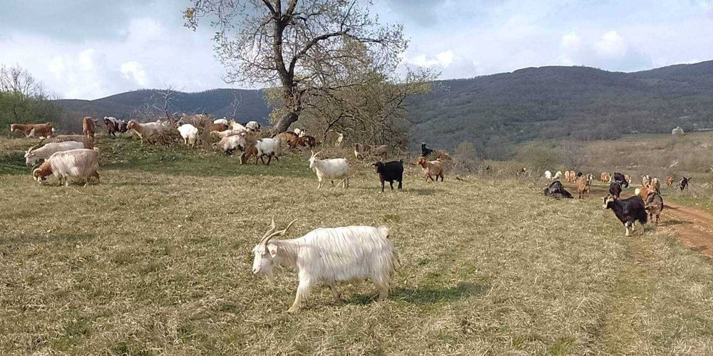 Продавам ярета за клане или разплод