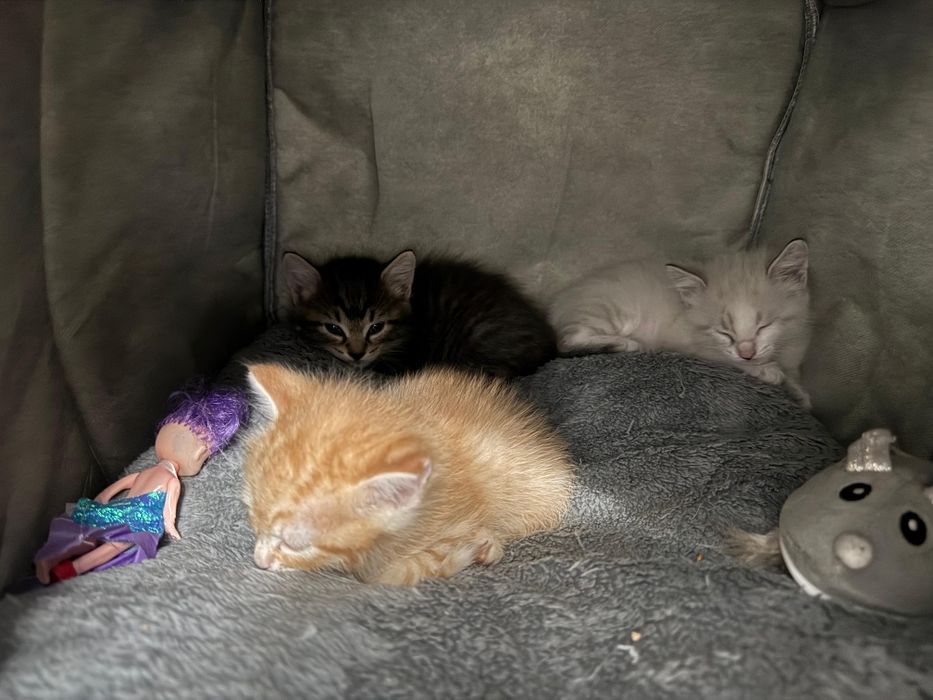 Отдам котят бесплатно