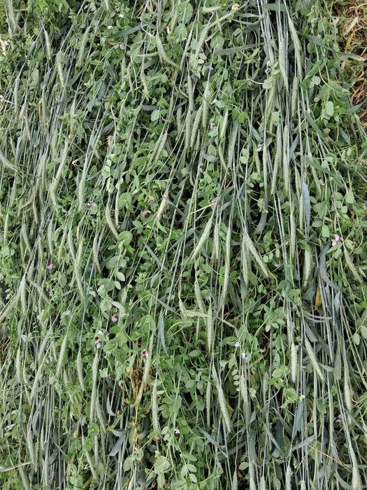 Продавам Фолирани бали смеска грах и тритикале- Сенаж