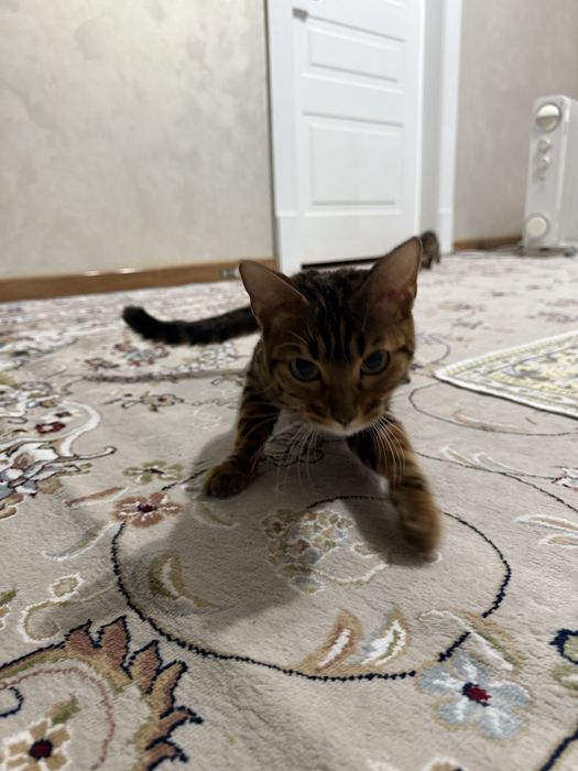 Беньгалская тигр