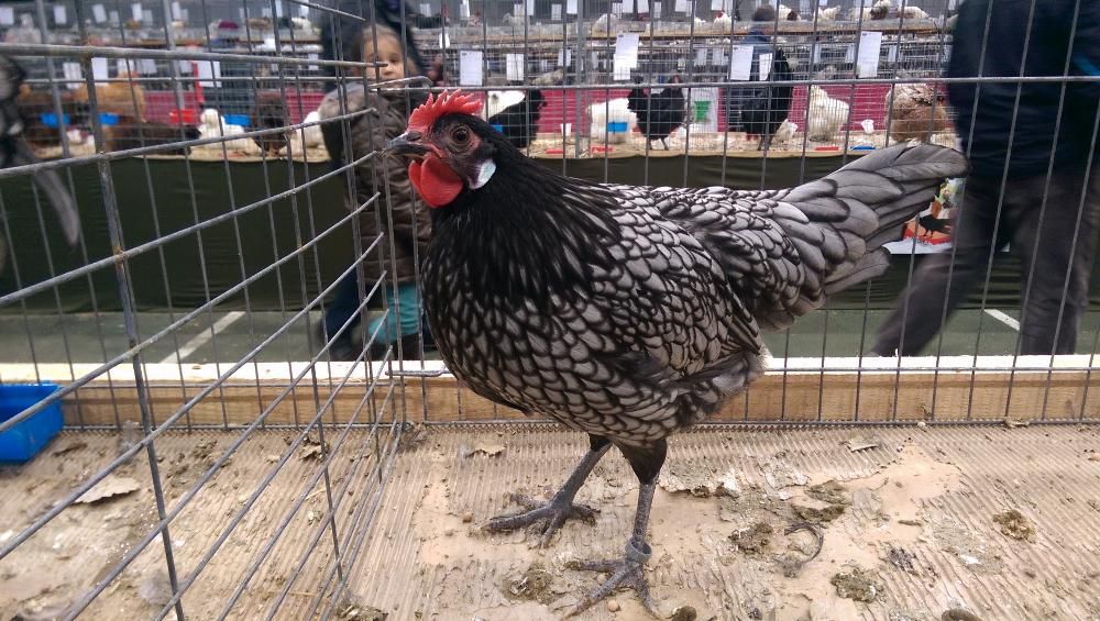 Sergiev Farm- Продава пилета и яйца от различни видове Кокошки