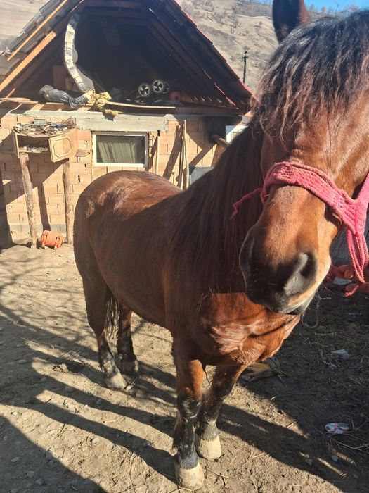 De vanzare iapa de sase ani si caruta