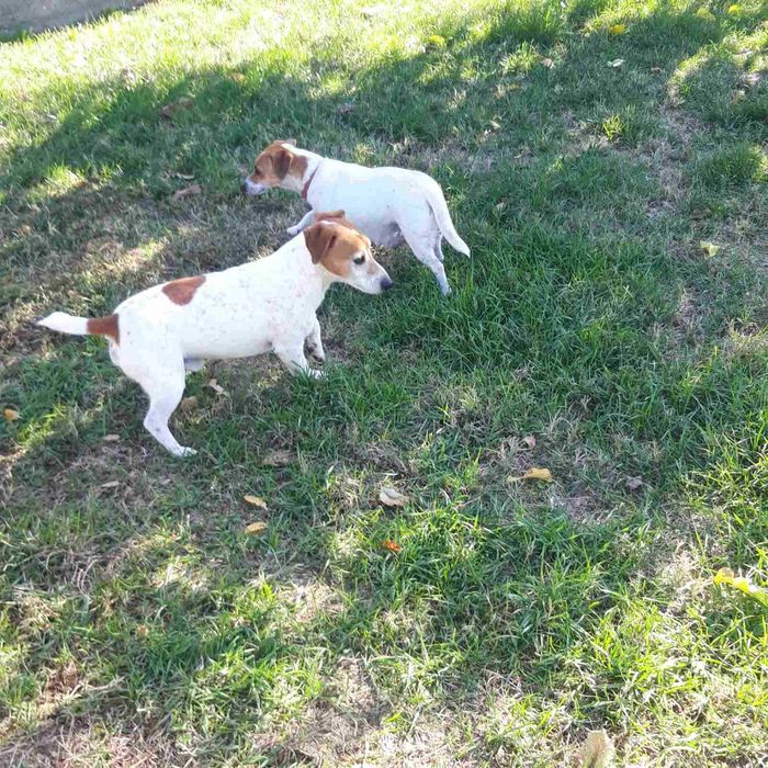 Джак Ръсел Териер