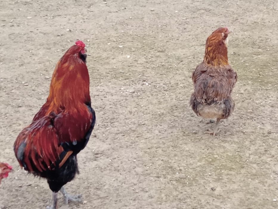 Ouă ptr incubat ,de găini araucana..