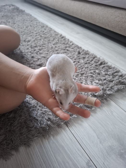 Hamster sirian -pui