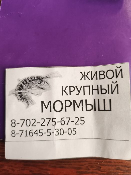 Продам. Мормыш, есть сушоный