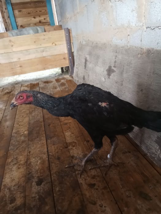 Дакан курица алматы