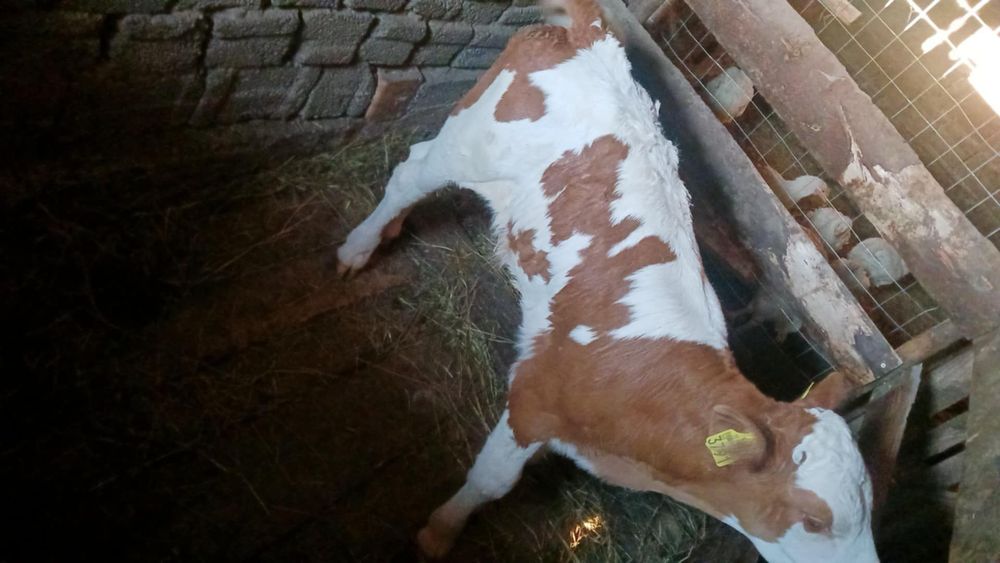 Vind tăuraș de 5 săptămâni