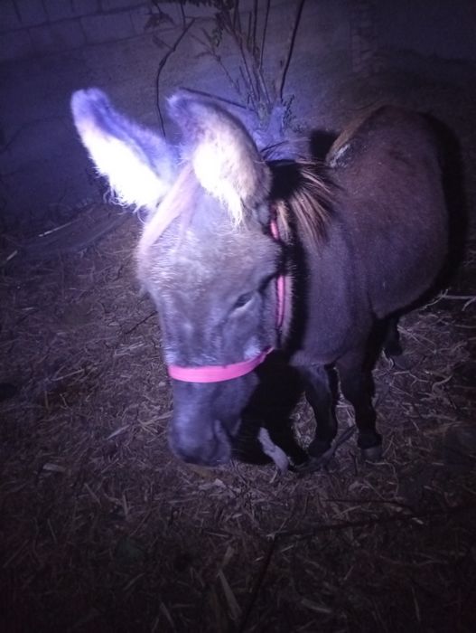 Yaxshi sifatli suvli eshaklar