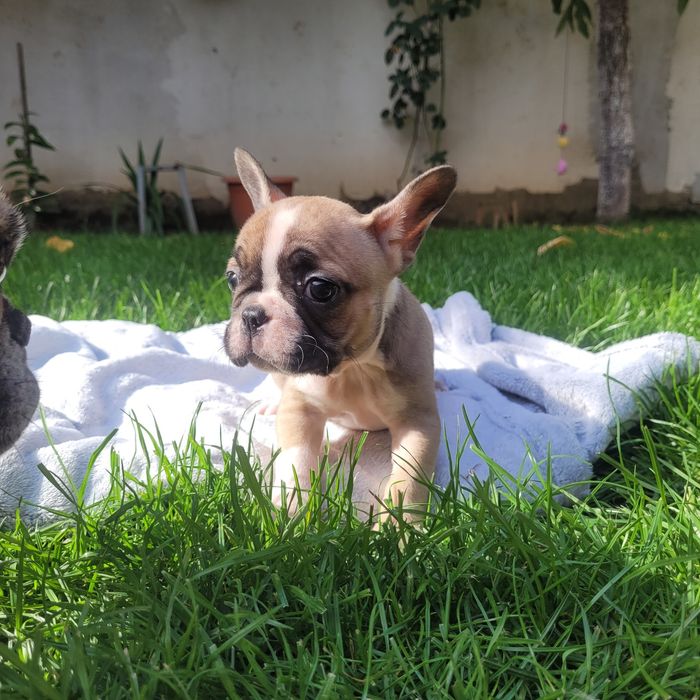 Bulldog francez fetite si baieti