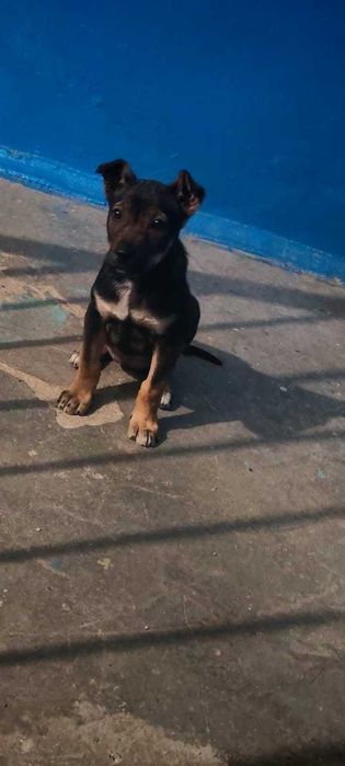 Щенок 2-3 месяца ищет дом!