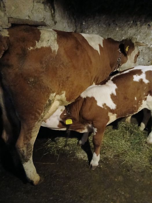 Vând juninca la prima fatare
