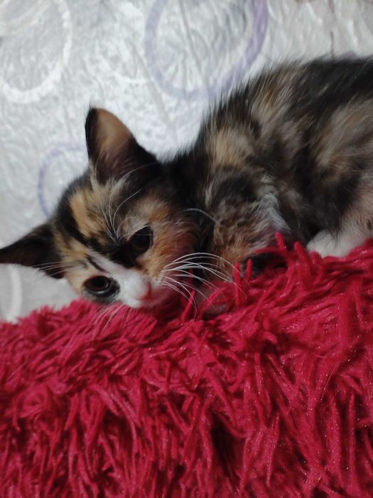 Отдам даром кошечку