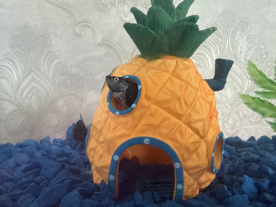 Продаю руба петушок девочка