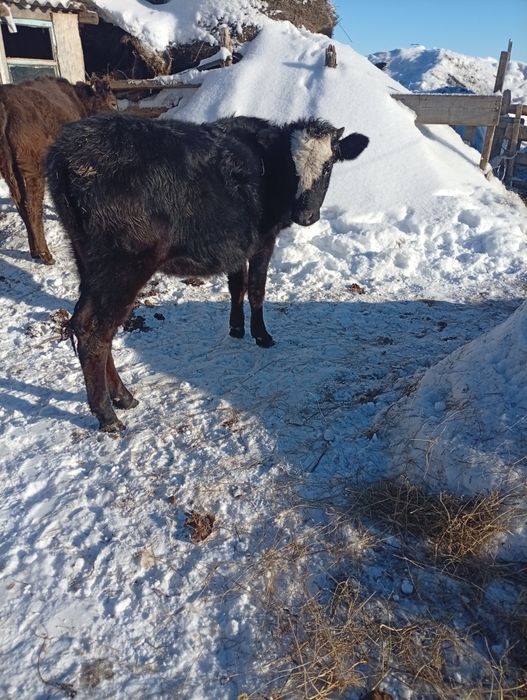 Продам годовалую телку