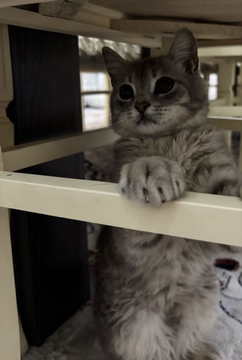 Ласковый котёнок в добрые руки