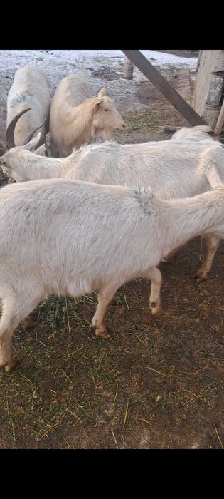 Capre gestante vand sau schimb am si capre sterpe de taiat