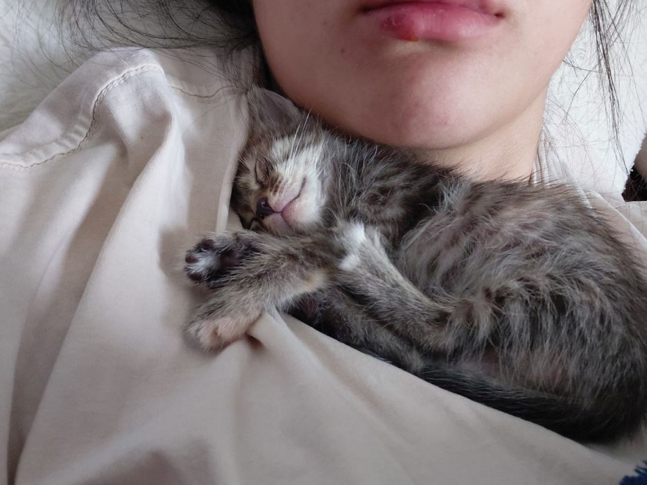 Отдаю котенка девочка