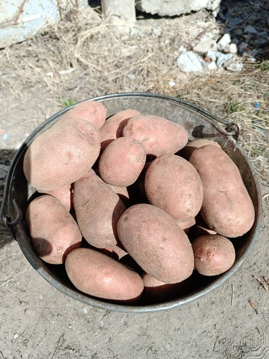 Домашний картофель