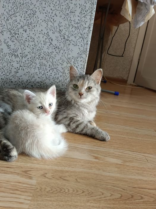 Отдам в добрые руки кошку