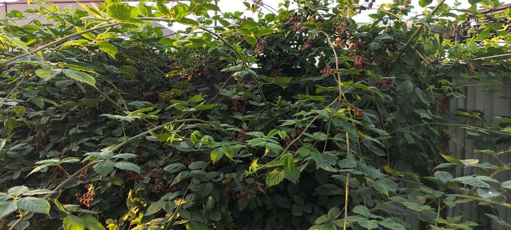 Ежемалина,малина