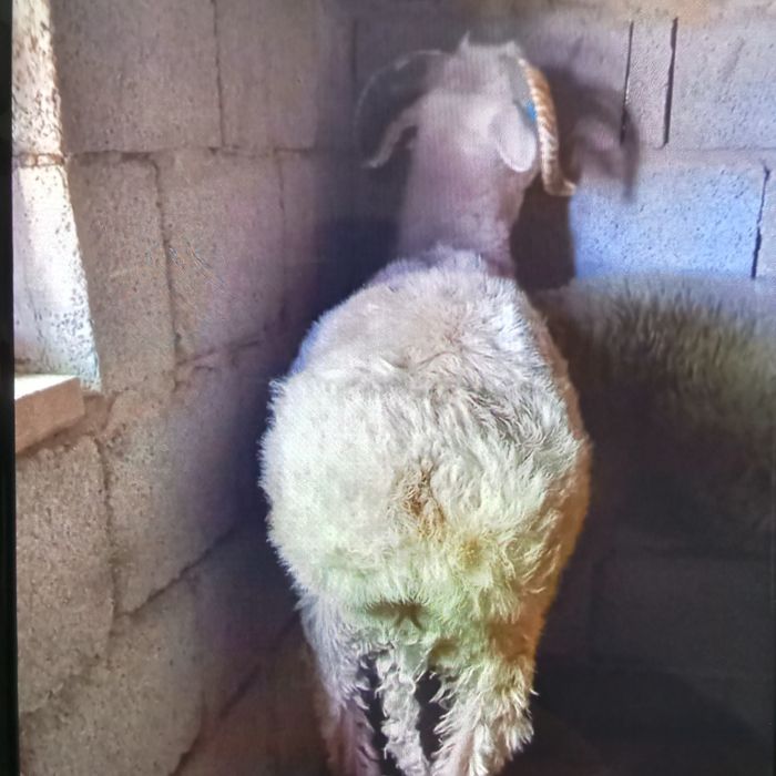 Семіз қошқарлар сатылады