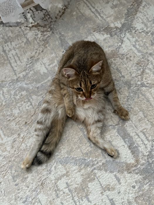 Отдам кота в хорошие руки