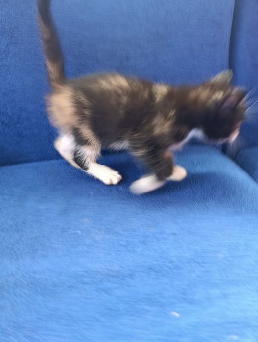 Отдам котенка в добрые руки