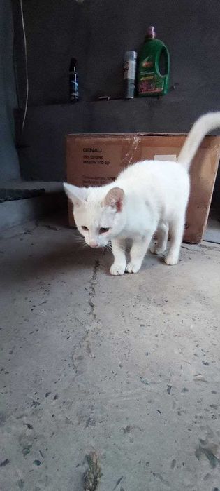 Снежок ищет семью