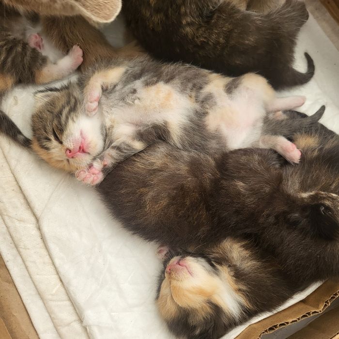 Прлдаю котят 18 числа будет 1 мес.