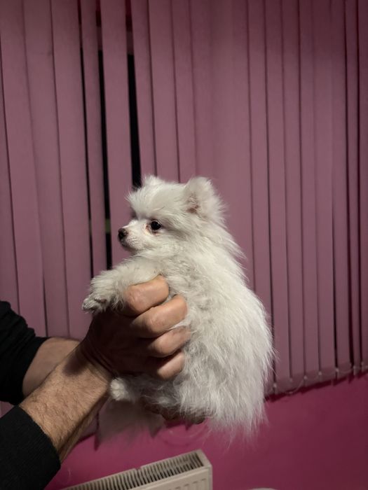 Померан момиче на 90 дни