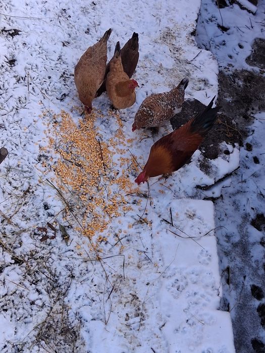 Găini pitice de vânzare