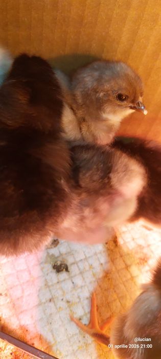 Pui australorp negru si albastru