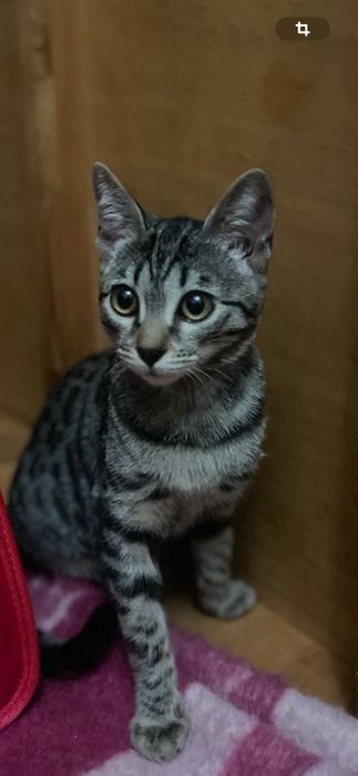 Отдам кошку в добрые руки