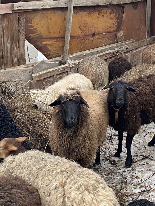 Продам Барана обращайтесь