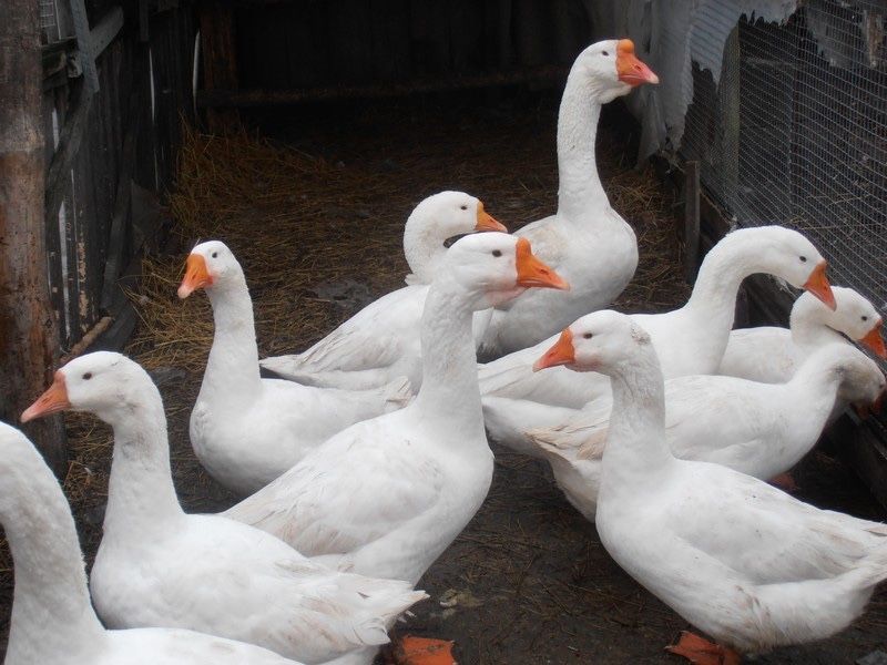 Продаются гусиные яйца для инкубатора породы Линда