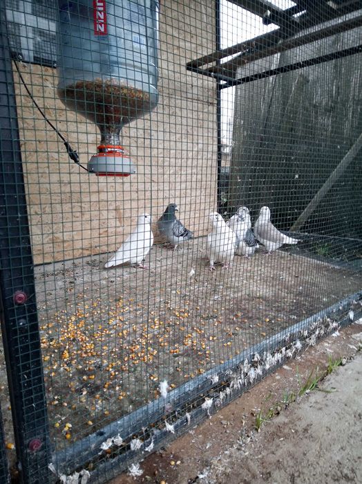 Pentru Porumbei, Hranitor automat pentru porumbei(H-2) pt bidon de 19