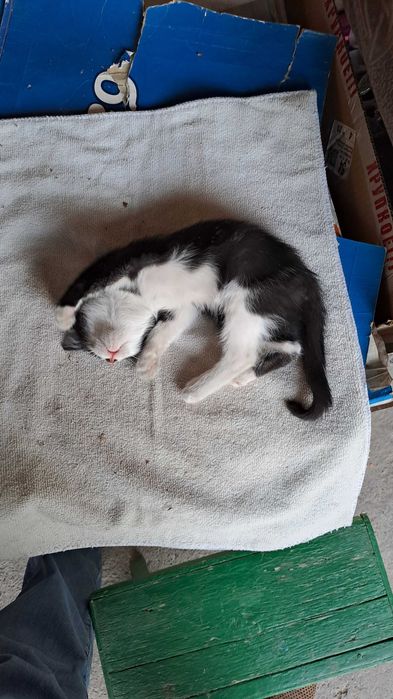 Котёнок бесплатно.