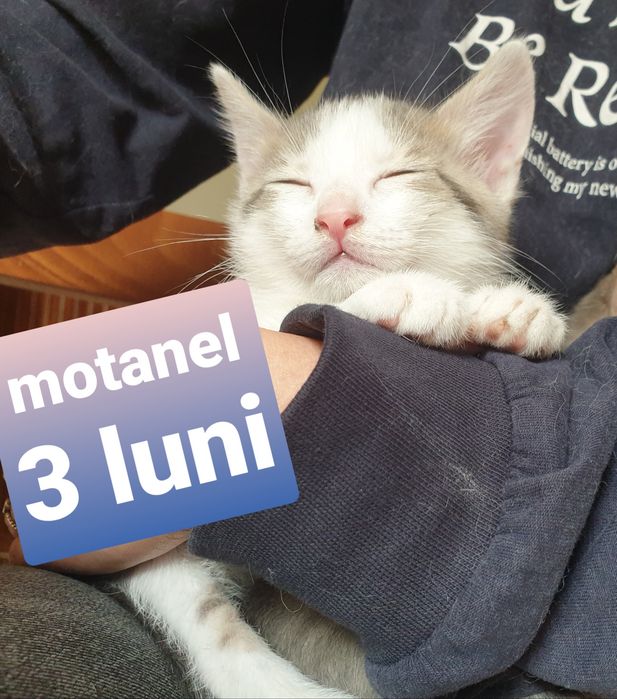 Pisici sociabile  spre adopție – Târgoviște