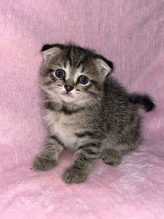 Шотландские вислоухие котята