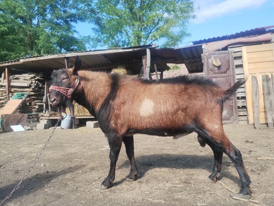 Vând/ schimb țap alpin