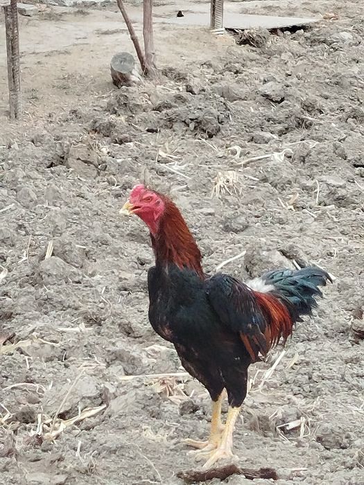 Дакан хороз Вес 4 кг+