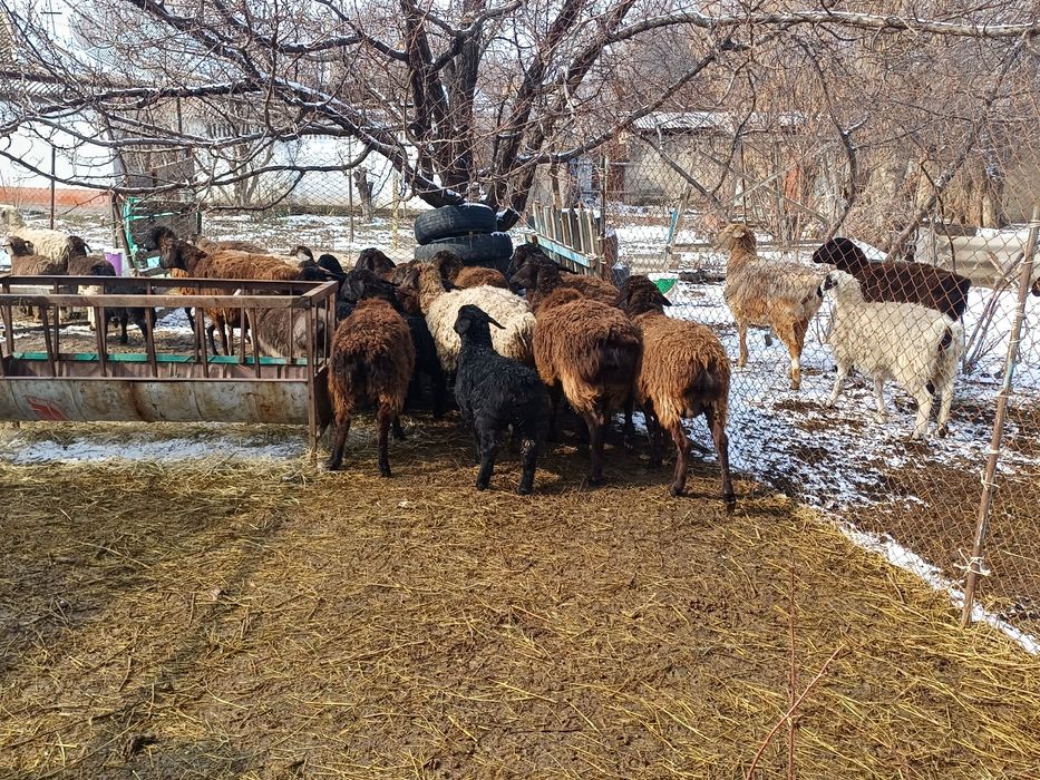 Семіз қозылар сатылады