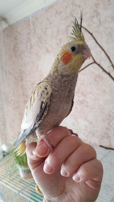 Продам птенцов Кореллы